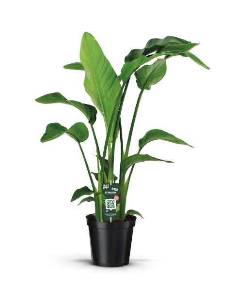 Strelitzia nicolai | SAFLOWERS